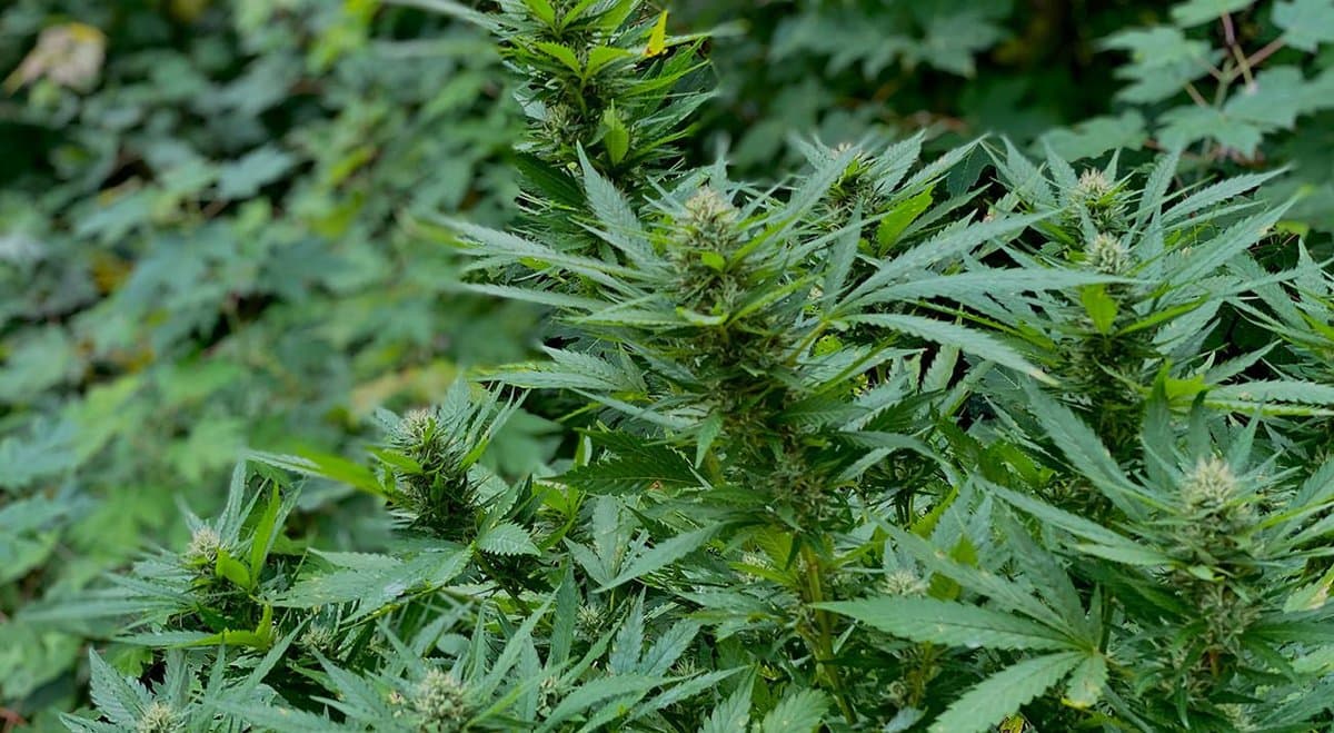 ABC reports on flaws in Canberra’s cannabis laws