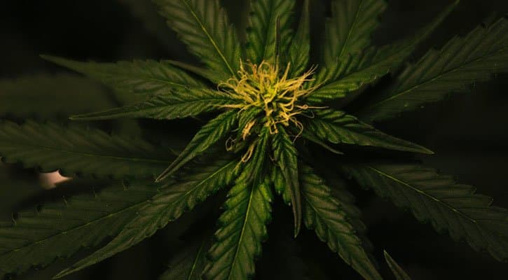 ACT First State to Legalise Cannabis