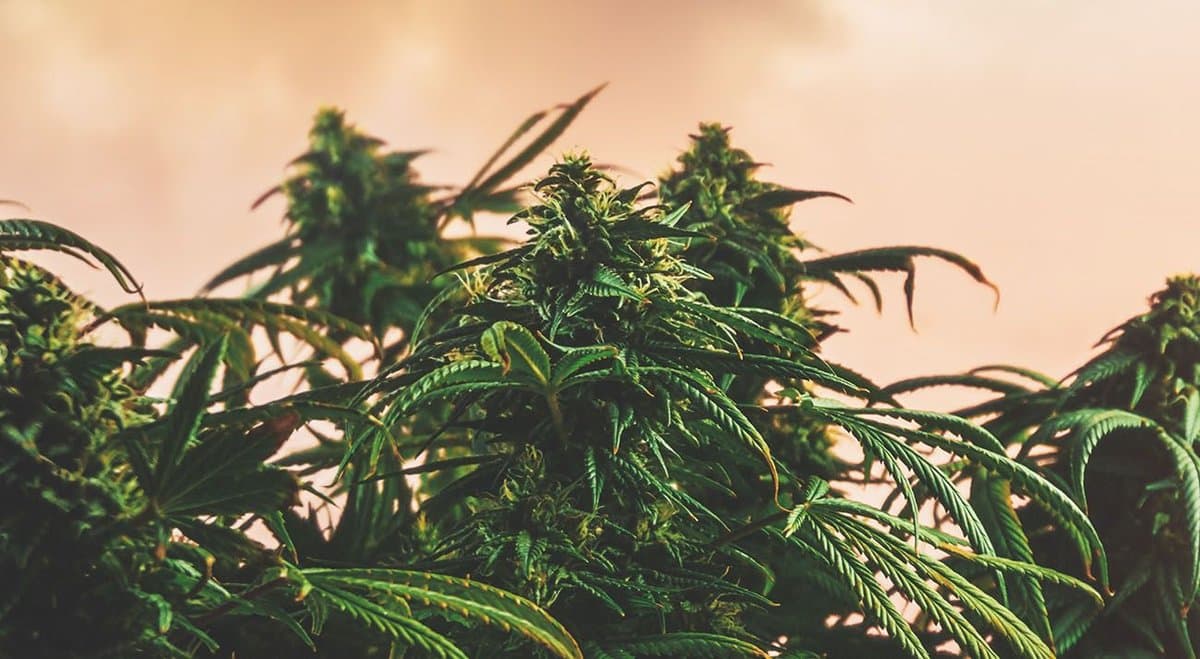 Australia's cannabis market valued at $14.8 billion