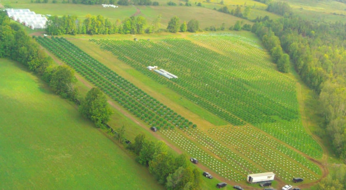Canadian police crackdown on contraband cannabis