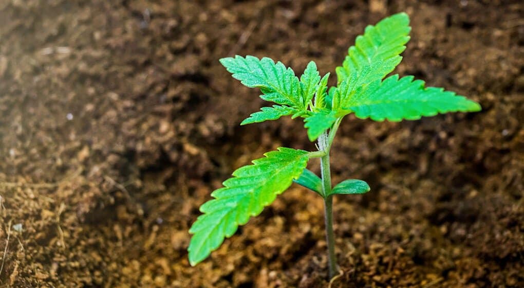 Hemp Farming Now Legal in Northern Territory