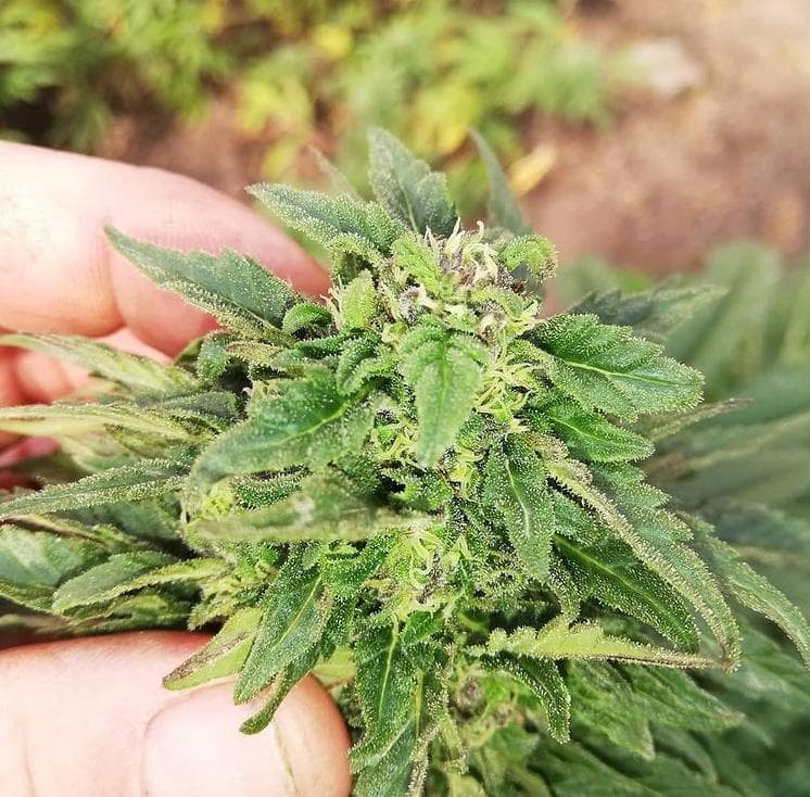 australian-cannabis-university - Gallery Image 4