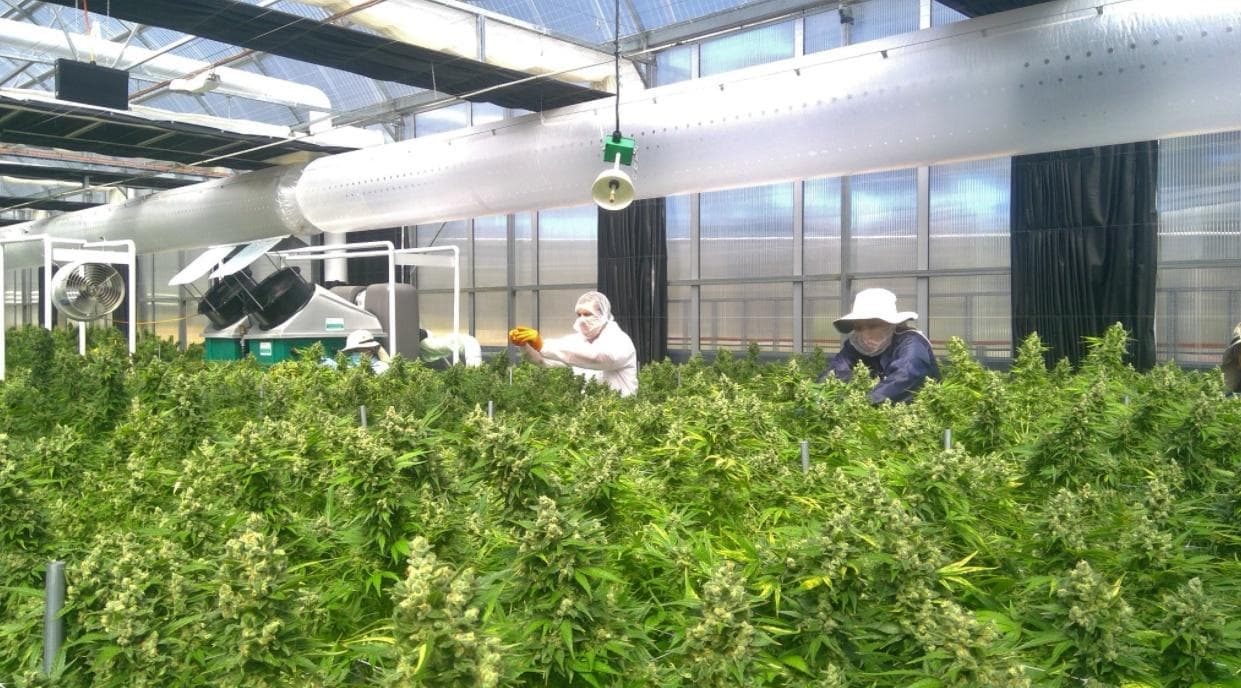 australian-natural-therapeutics-group-antg - Gallery Image 3