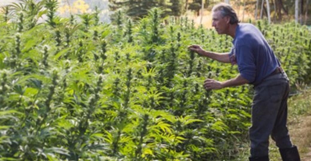 cannabis-industry-lawyers-australia - Gallery Image 1