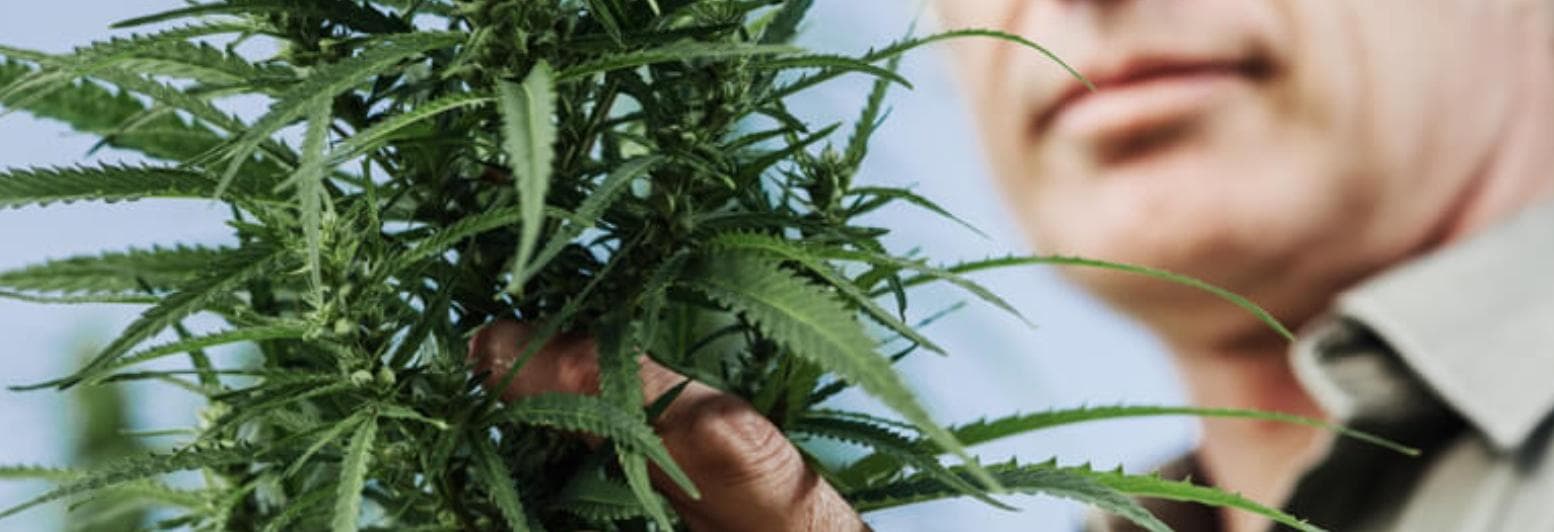 cannabis-industry-lawyers-australia - Gallery Image 3