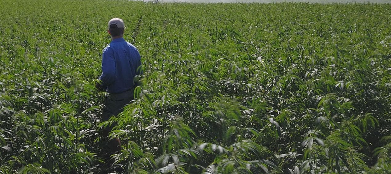 good-country-hemp - Gallery Image 4