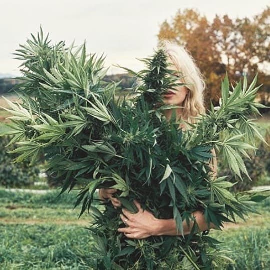 green-light-health - Gallery Image 2