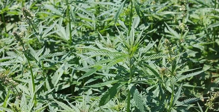 hello-hemp - Gallery Image 2