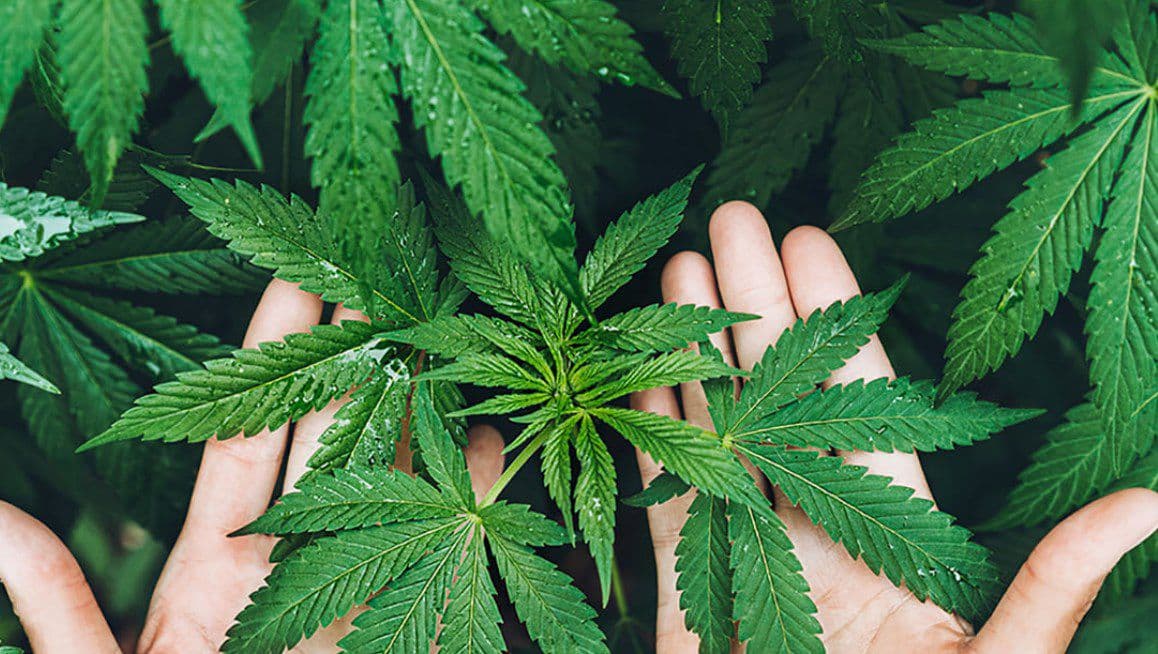 legalise-cannabis-queensland-lcq - Gallery Image 2