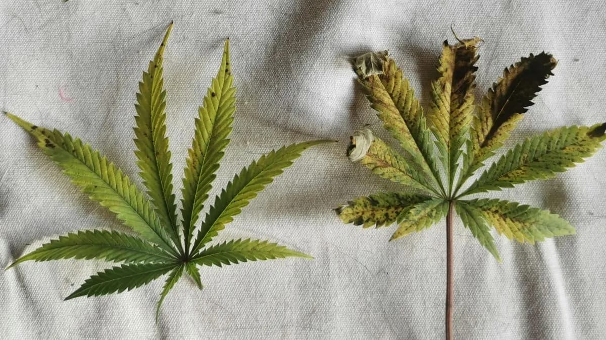 What happened to Auscann Group?