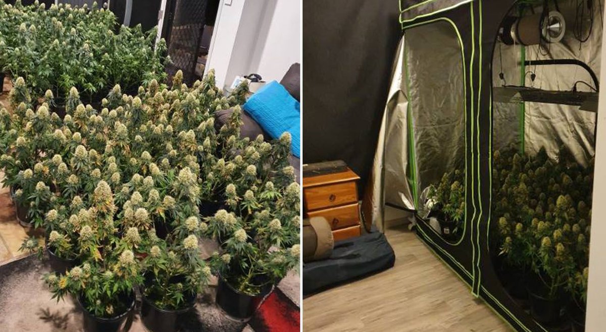 104 cannabis plants seized in Rutherford | New South Wales Cannabis ...