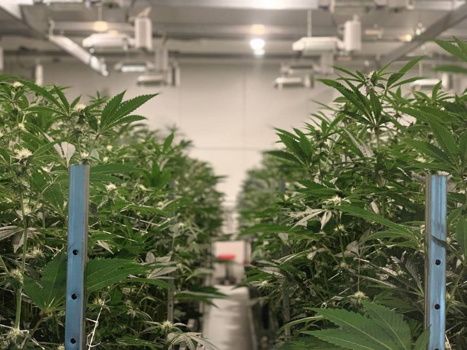 Cannabis being grown in medical facilities