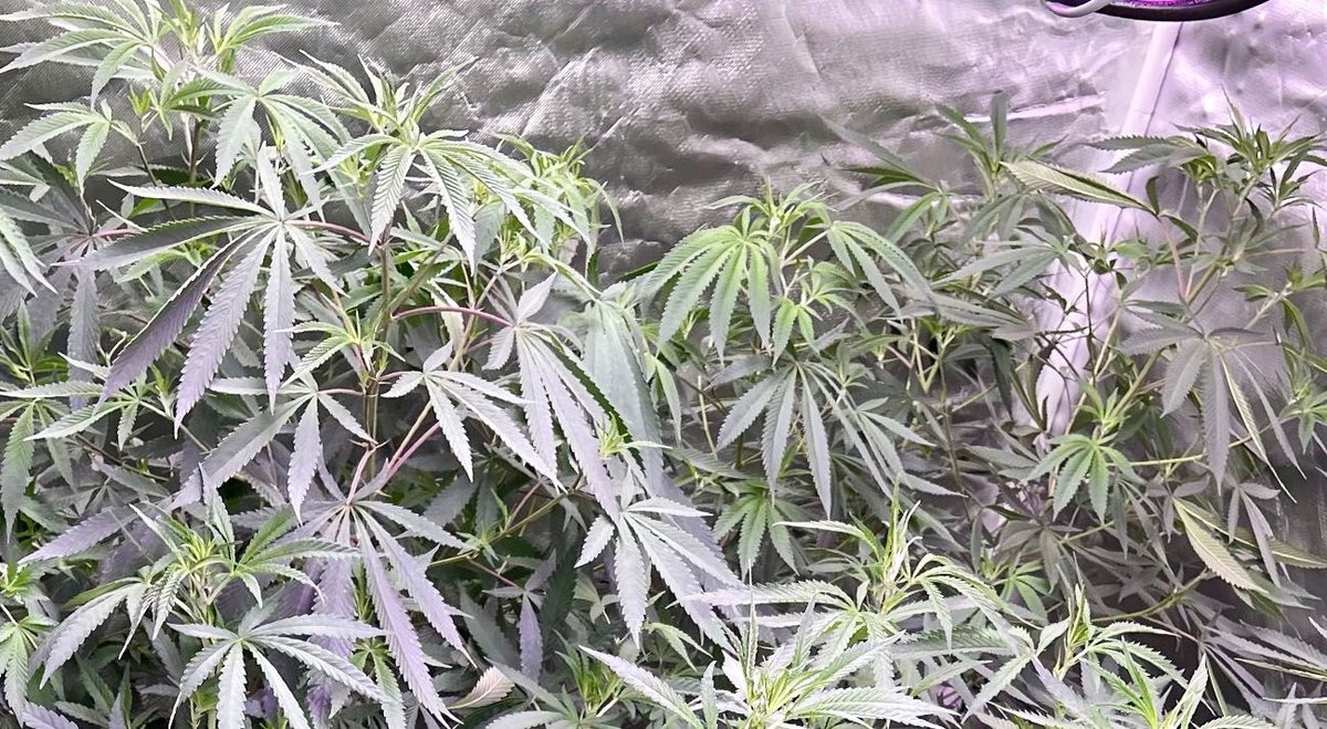 Homeowner has house damaged in fire by illegal cannabis grow operation ...