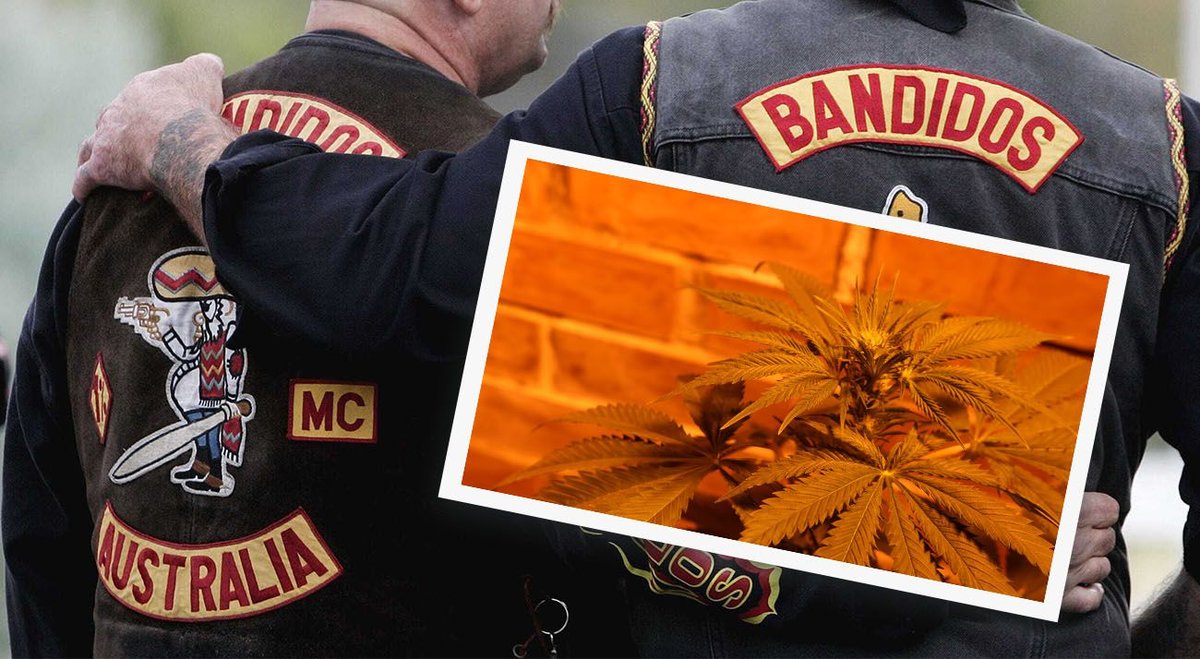The Australian government indirectly created outlaw bikie gangs ...