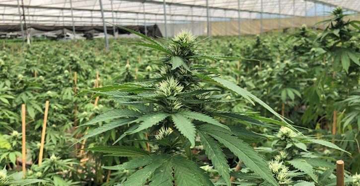 Cannabis plants seized by WA police