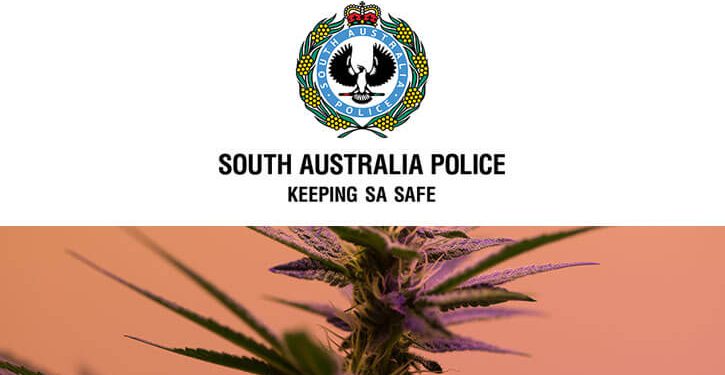 South Australian police execute multiple cannabis raids