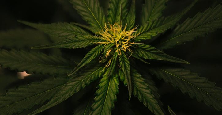 ACT First State to Legalise Cannabis