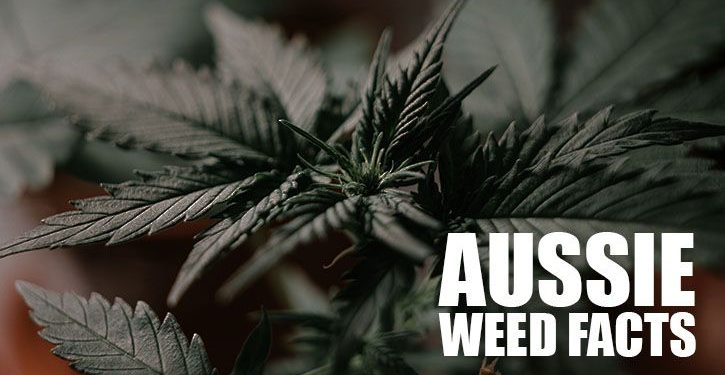Facts About Weed in Australia