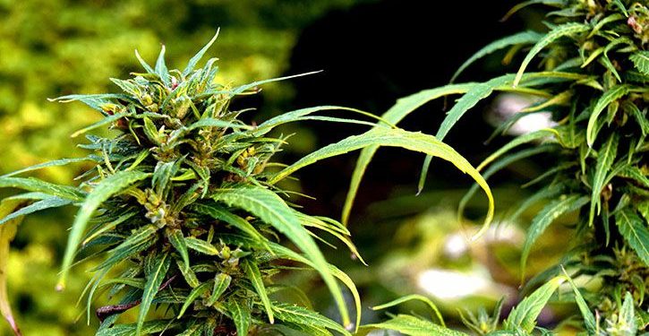 Mature cannabis plants growing