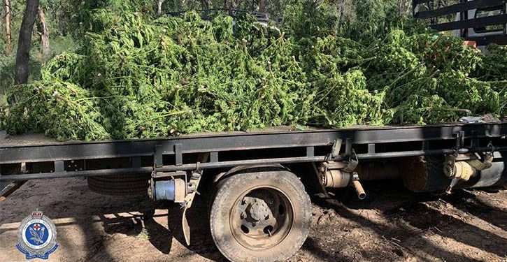 Cannabis seizure by the NSW police force
