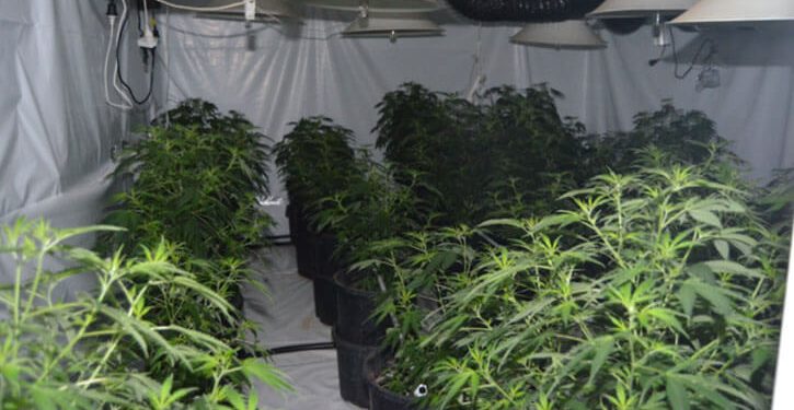 Illegal cannabis grow houses being raided by ACT Police