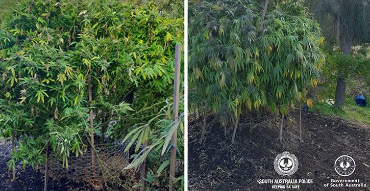 Bushy cannabis plants growing in South Australia