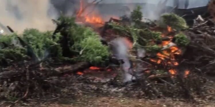 Cannabis being burned in Australian bush