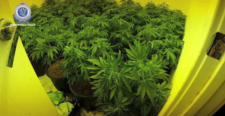 Cannabis grow house in New South Wales