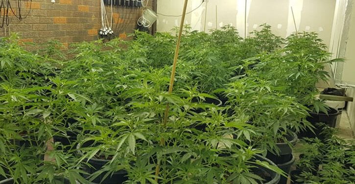 Cannabis grow house raided in WA