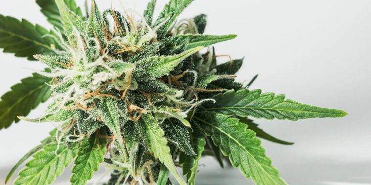 Close up shot of cannabis