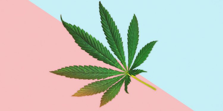 Kiwis set to vote on cannabis referendum