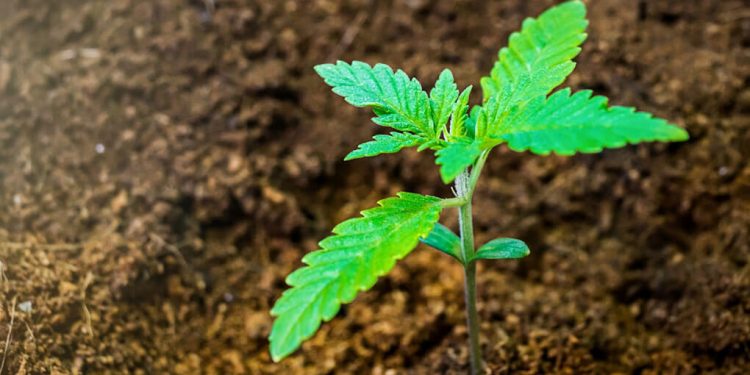 Small hemp plant growing from the soil