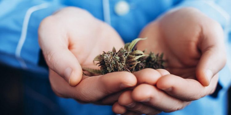 Welcoming hands offering cannabis