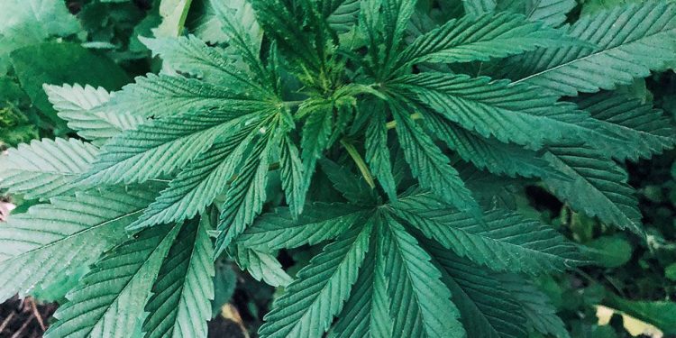 A dark green cannabis plant
