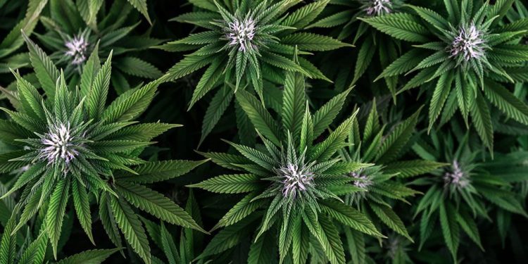 Aerial view of gorgeous cannabis plants growing