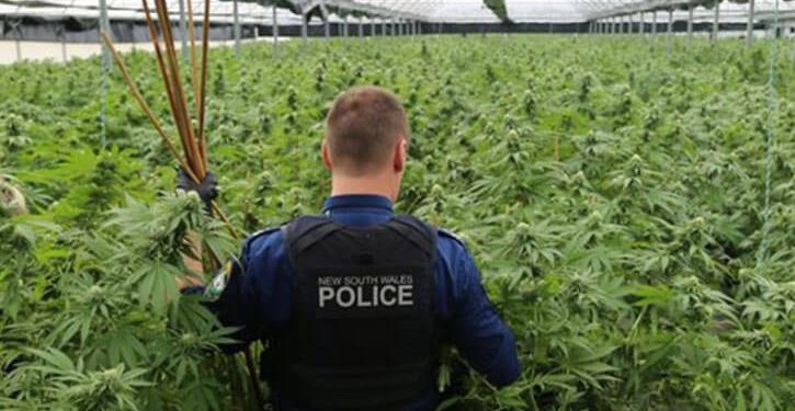 Australian police officer lost in a field of cannabis