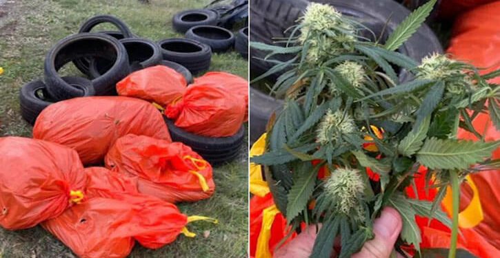 Cannabis found in trash bags in South Australia