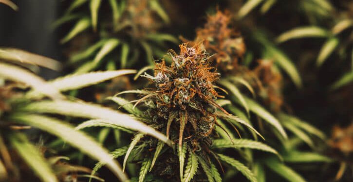 Cannabis growing in indoor setting