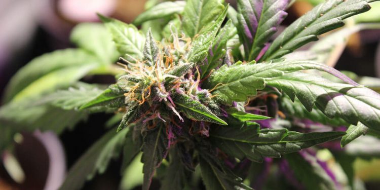 Cannabis with a high THC level