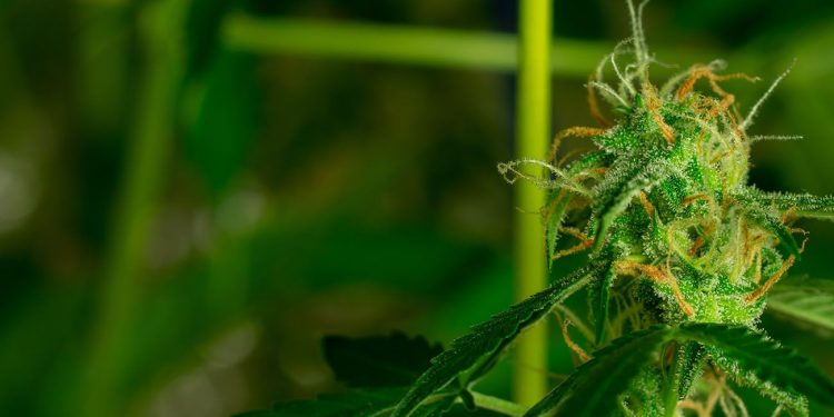 Bright green cannabis growing