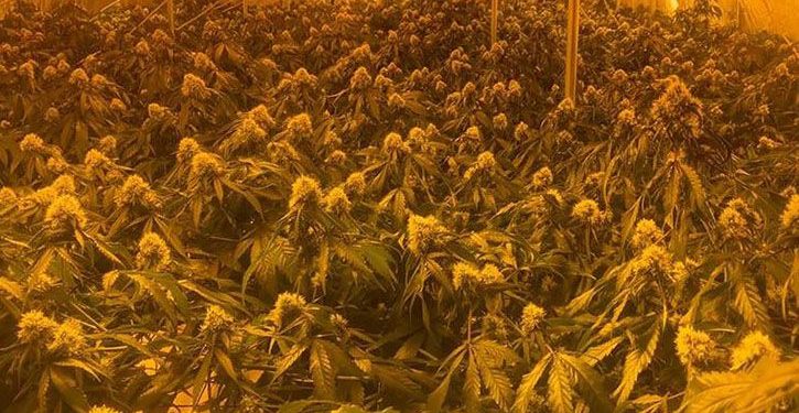 Cannabis found in one of the raided grow houses