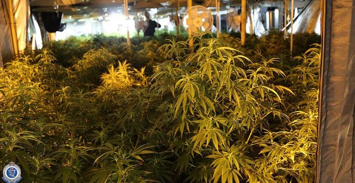 Cannabis plants packed into a Australian grow house