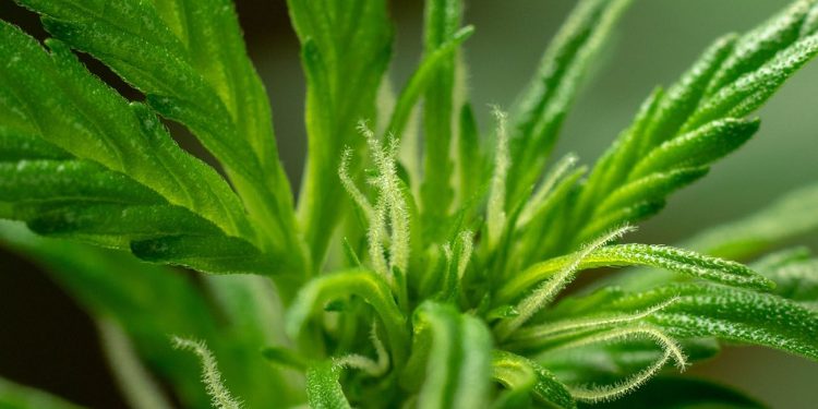 Close up photo of dark green cannabis flower