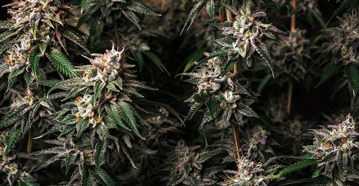 Dark green cannabis growing indoors