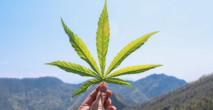 Holding a cannabis leaf over a hilly background