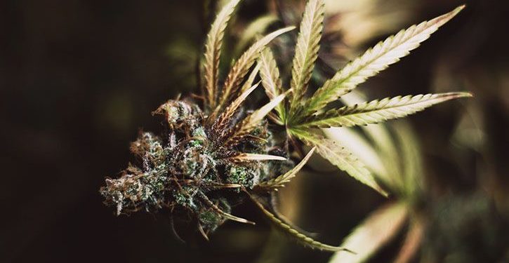 Macro shot of a dark green and brown cannabis flower