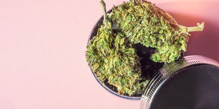 Marijuana buds in a jar on a pink background