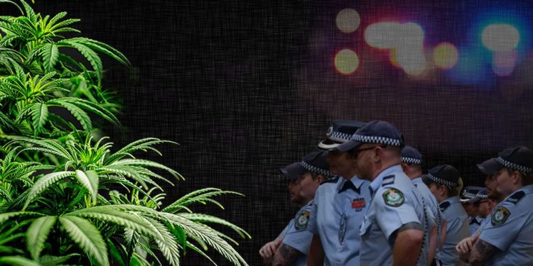 NSW police officers watching over a cannabis plants