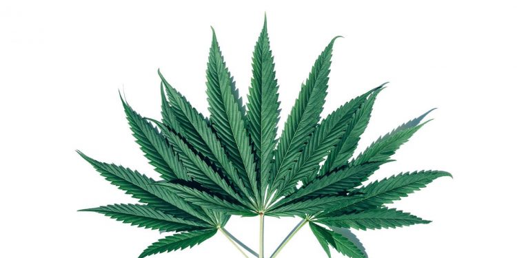 Cannabis plants forming a circle shape