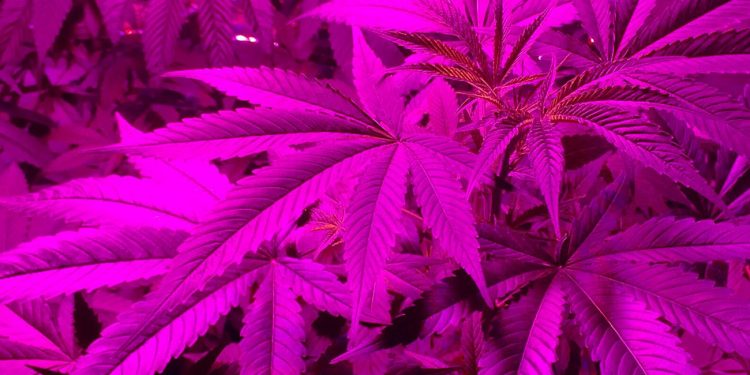 Cannabis plants growing under a pink light